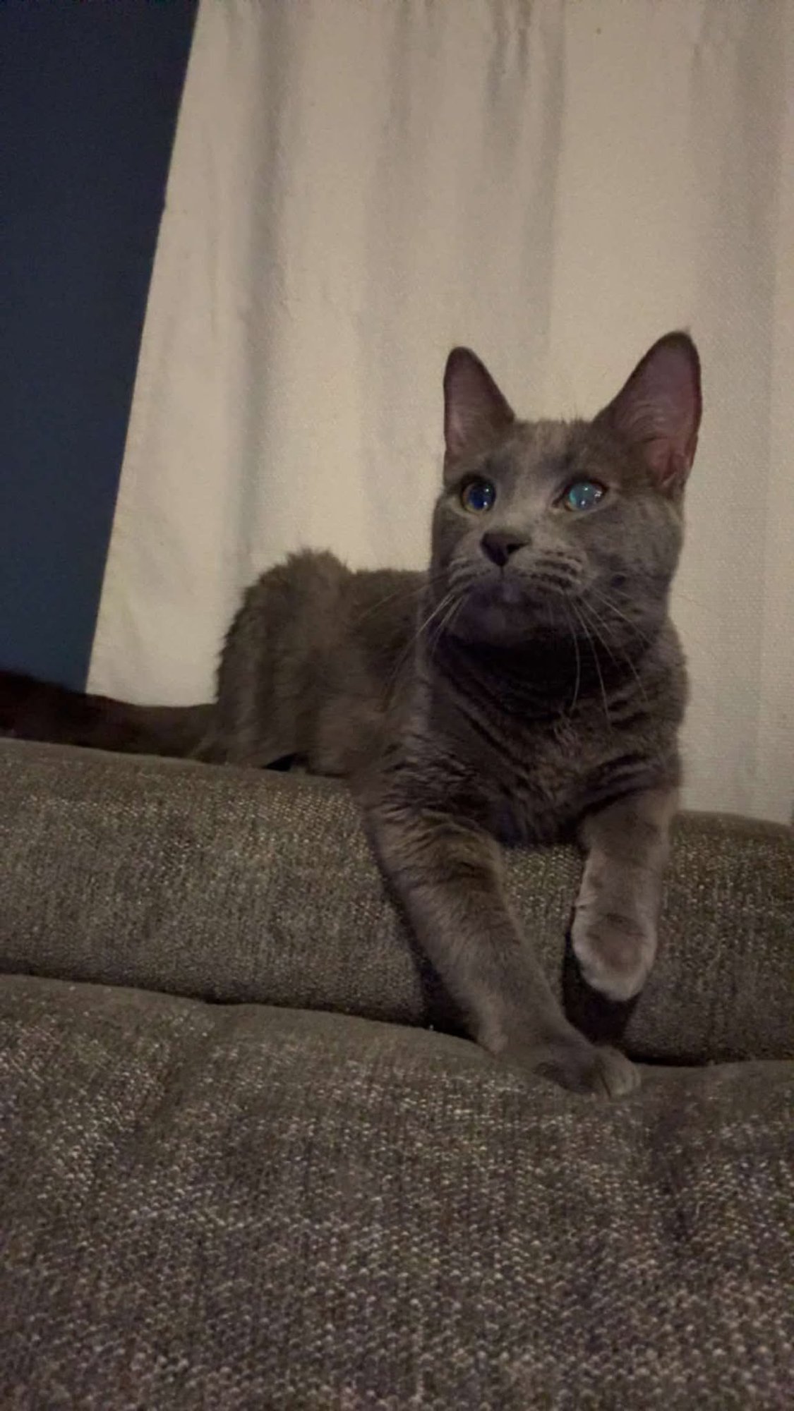 MEEKO - Domestic Short Hair available for adoption