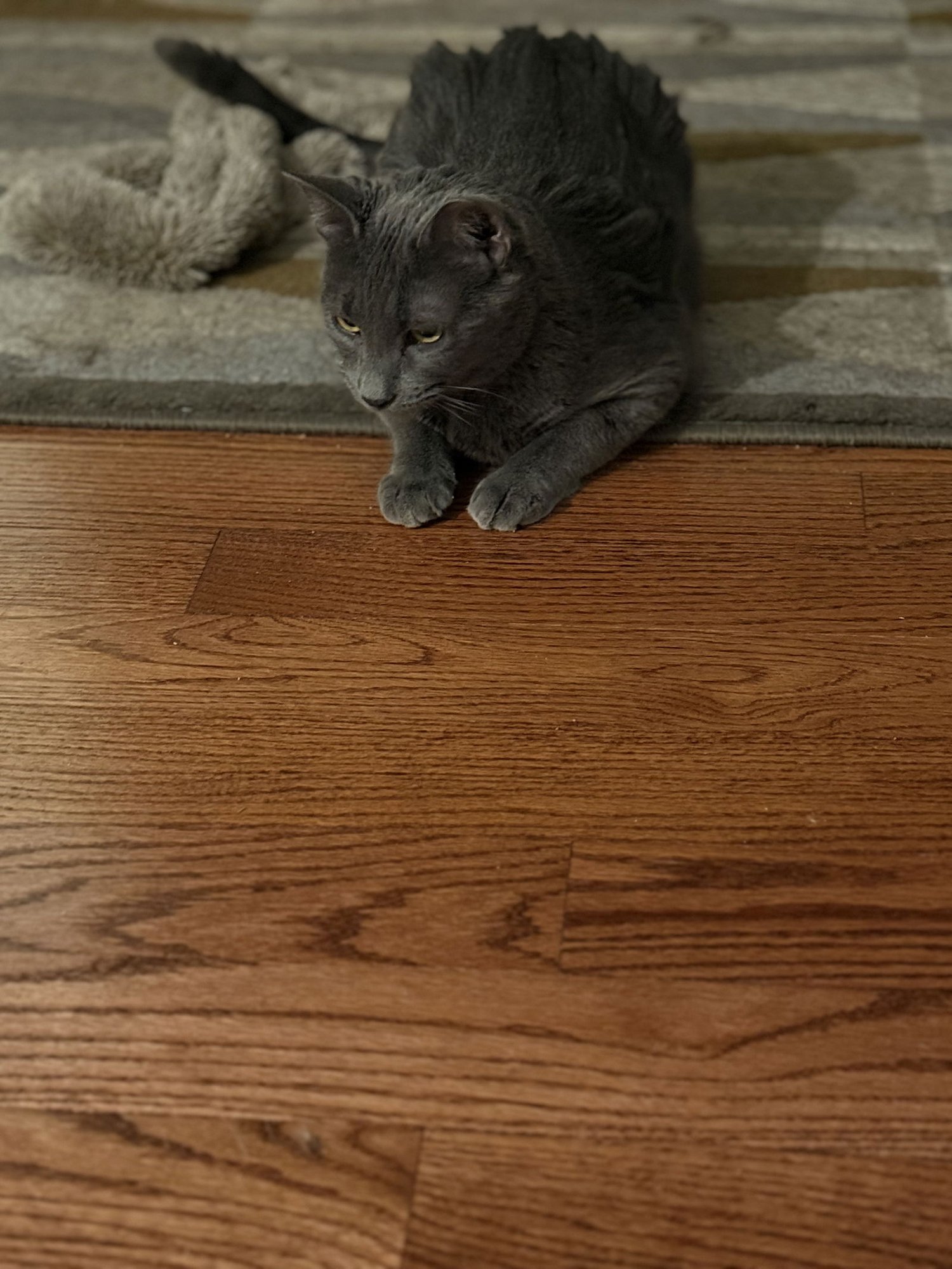 MEEKO - Domestic Short Hair available for adoption