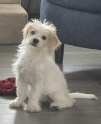 Hazel - Photo 2