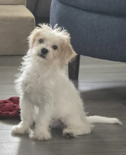 HAZEL - Maltese / Shih Tzu available for adoption