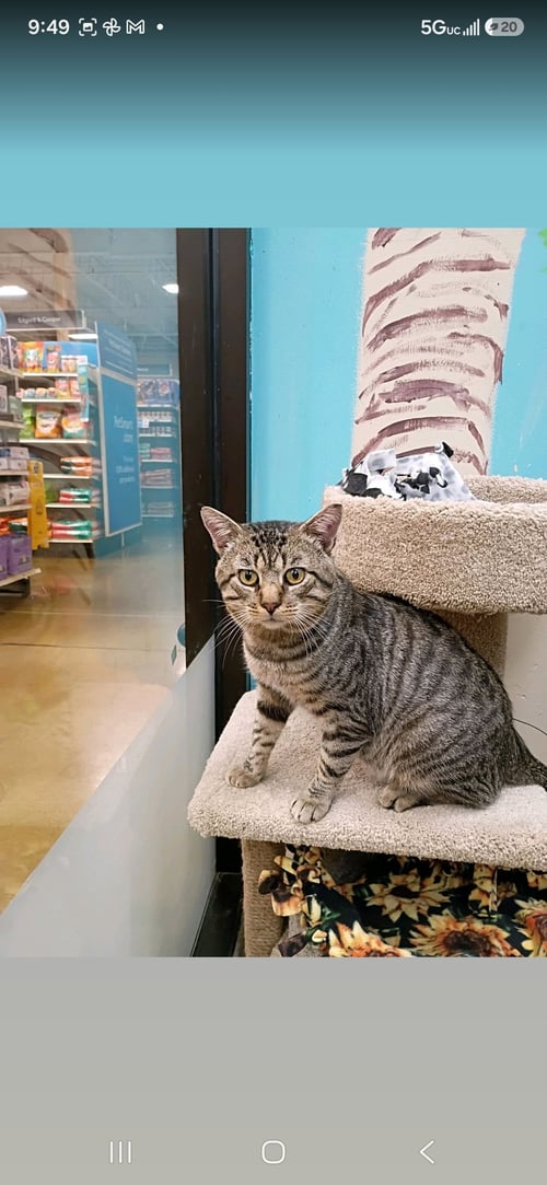 MR. COOL - Domestic Short Hair available for adoption