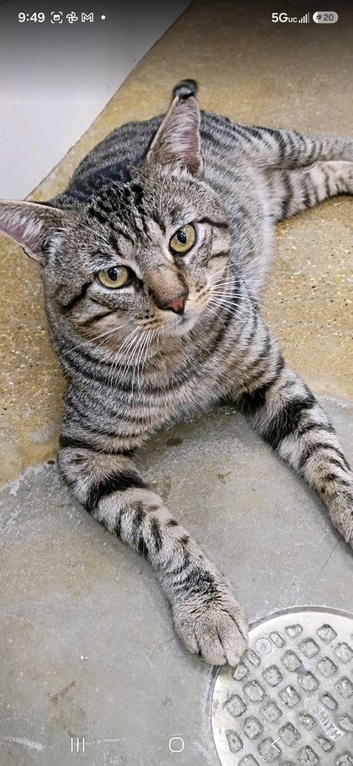 MR. COOL - Domestic Short Hair available for adoption