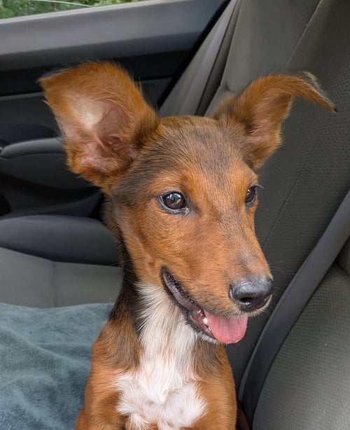 ASPEN - Airedale Terrier available for adoption