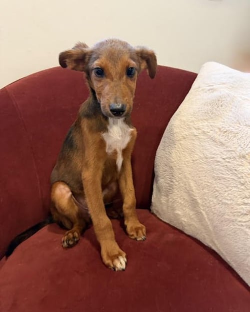 ASPEN - Airedale Terrier available for adoption