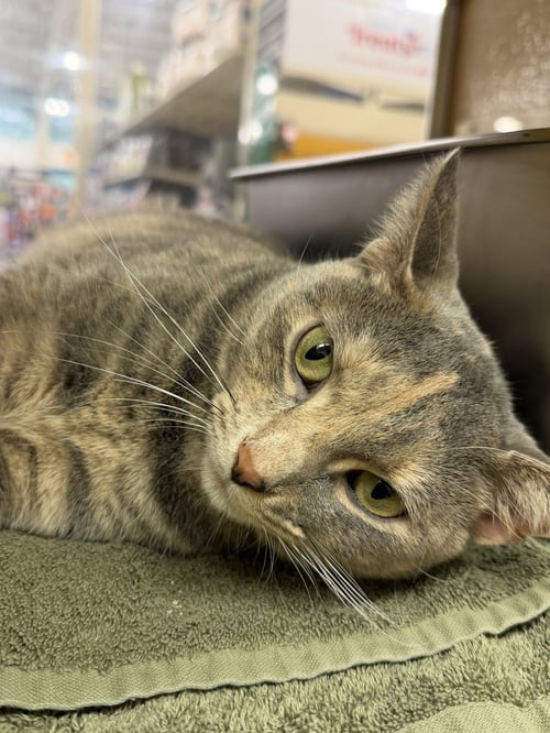 SNAP DRAGON - Domestic Short Hair available for adoption