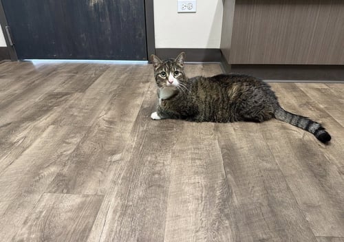MARIUS - Domestic Short Hair available for adoption