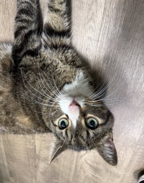 MARIUS - Domestic Short Hair available for adoption