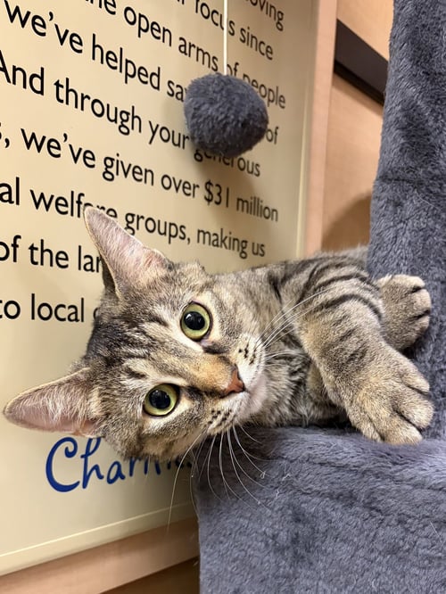 DAME DIANA RIGGS - Domestic Short Hair available for adoption