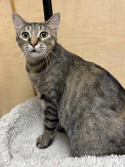 DAME DIANA RIGGS - Domestic Short Hair available for adoption