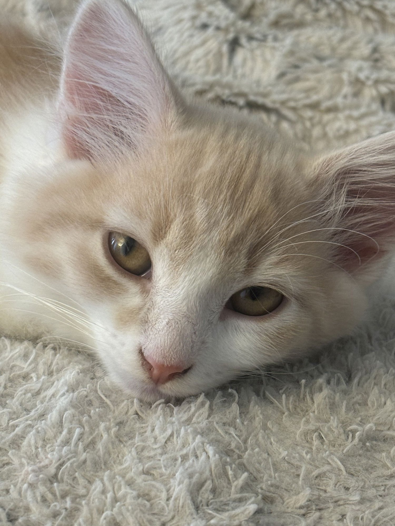 APHRODITE - Domestic Long Hair available for adoption