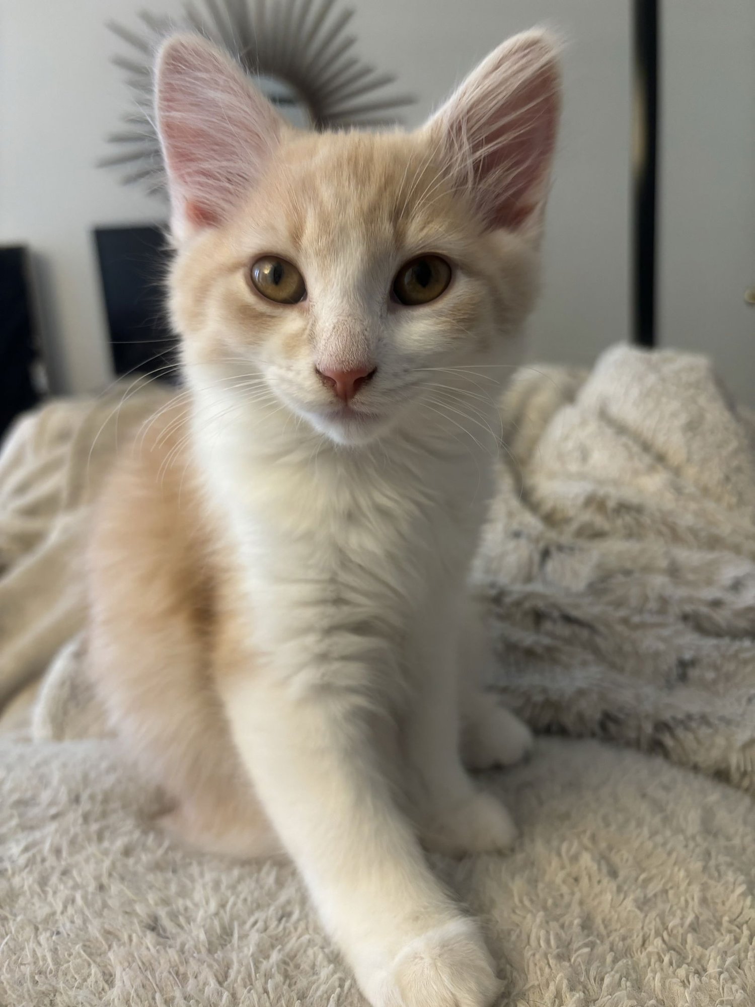 APHRODITE - Domestic Long Hair available for adoption