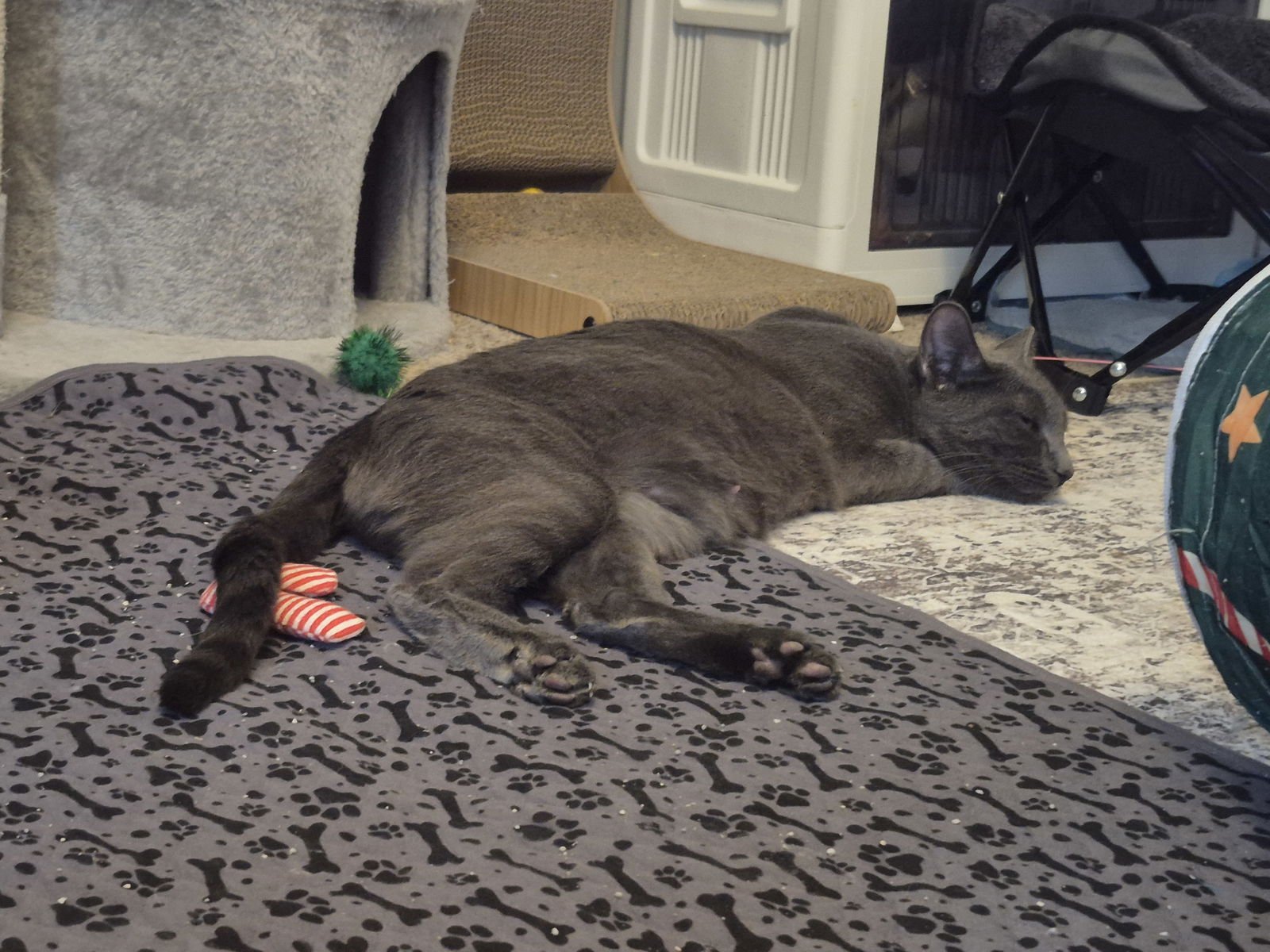 COACH - Domestic Short Hair available for adoption