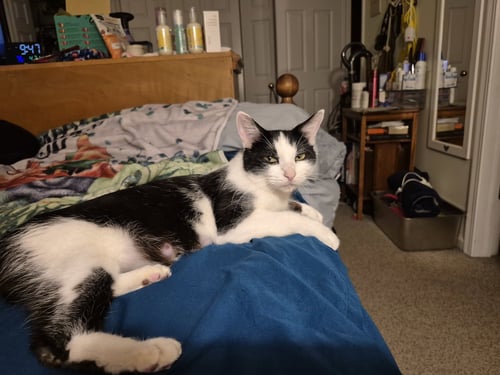 INKY - Domestic Short Hair available for adoption