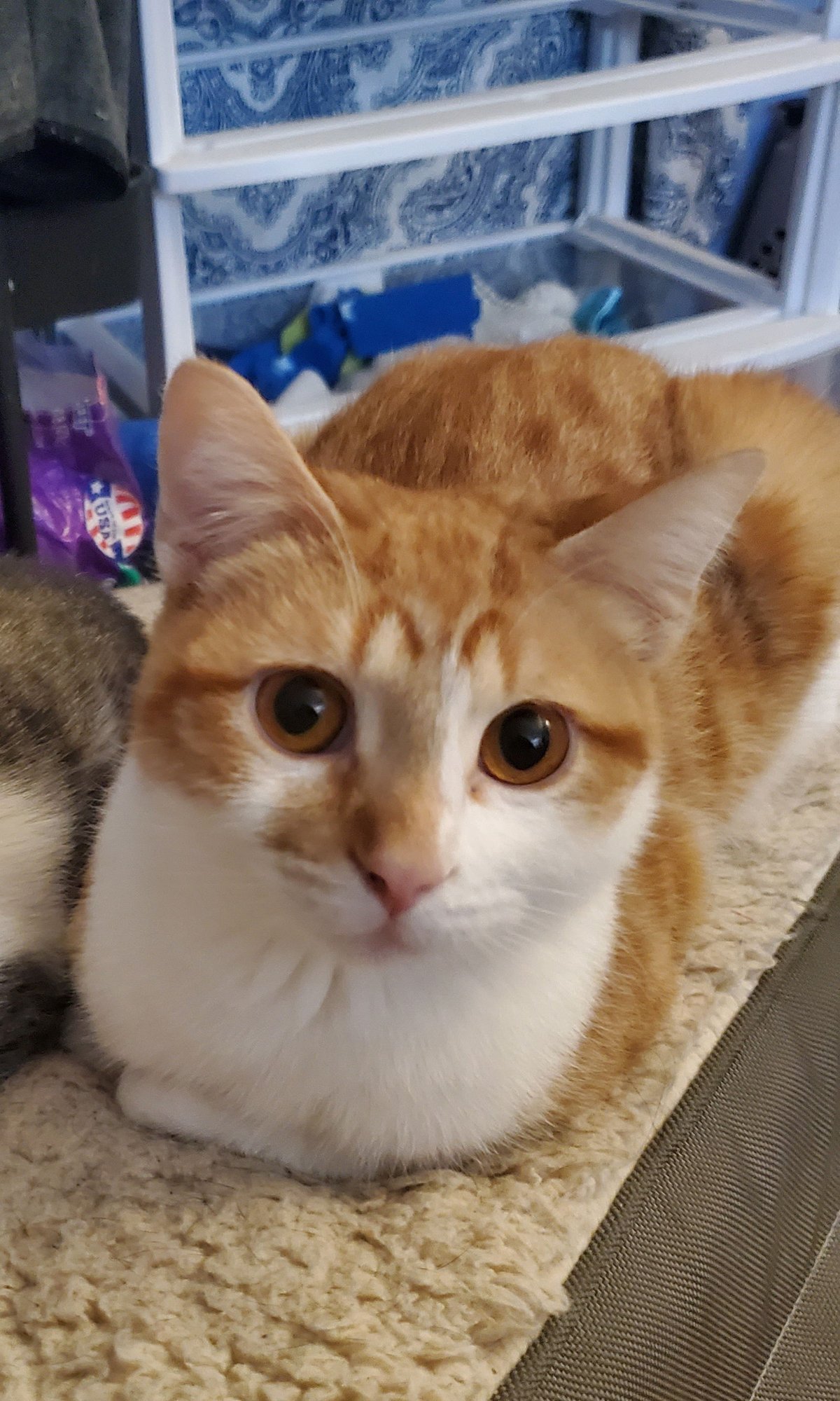 BERNIE - Domestic Short Hair available for adoption