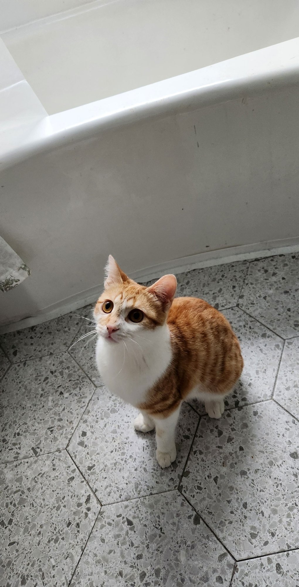 BERNIE - Domestic Short Hair available for adoption