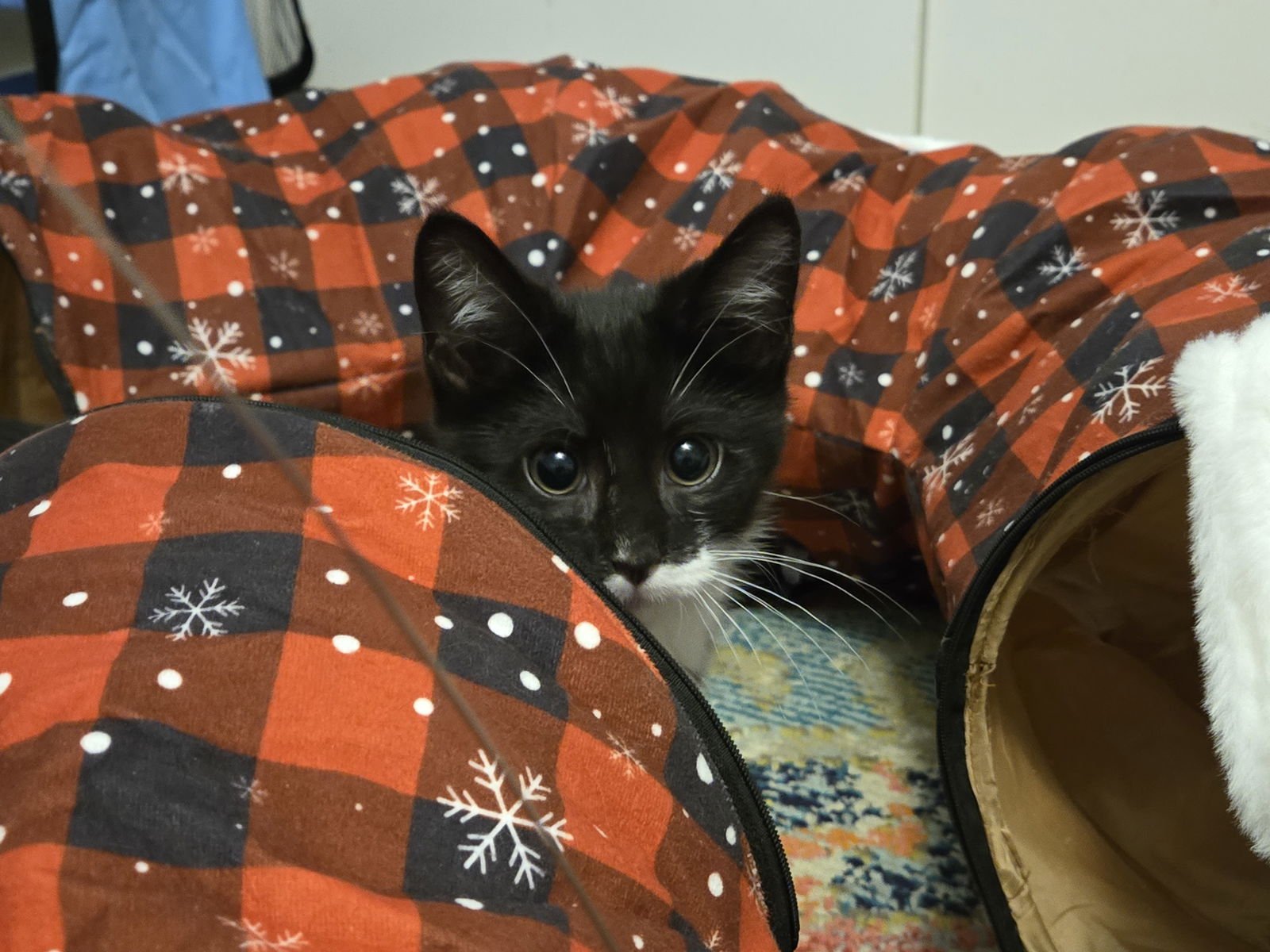 LINUS (AKA SALLY) - Domestic Short Hair available for adoption