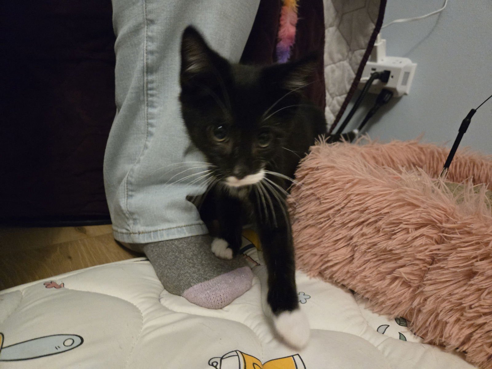 LINUS (AKA SALLY) - Domestic Short Hair available for adoption