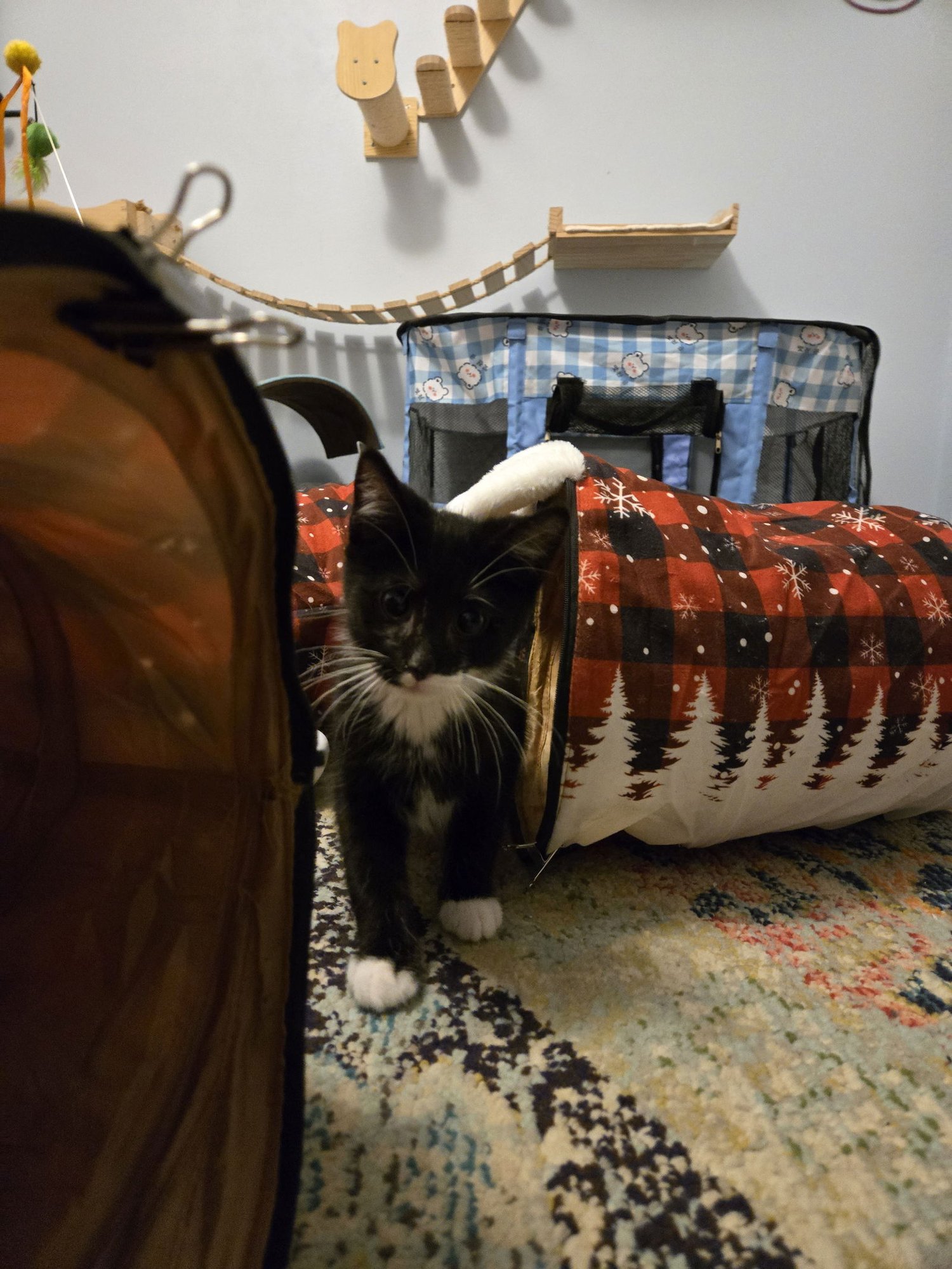 Linus (aka Sally) - Photo 3