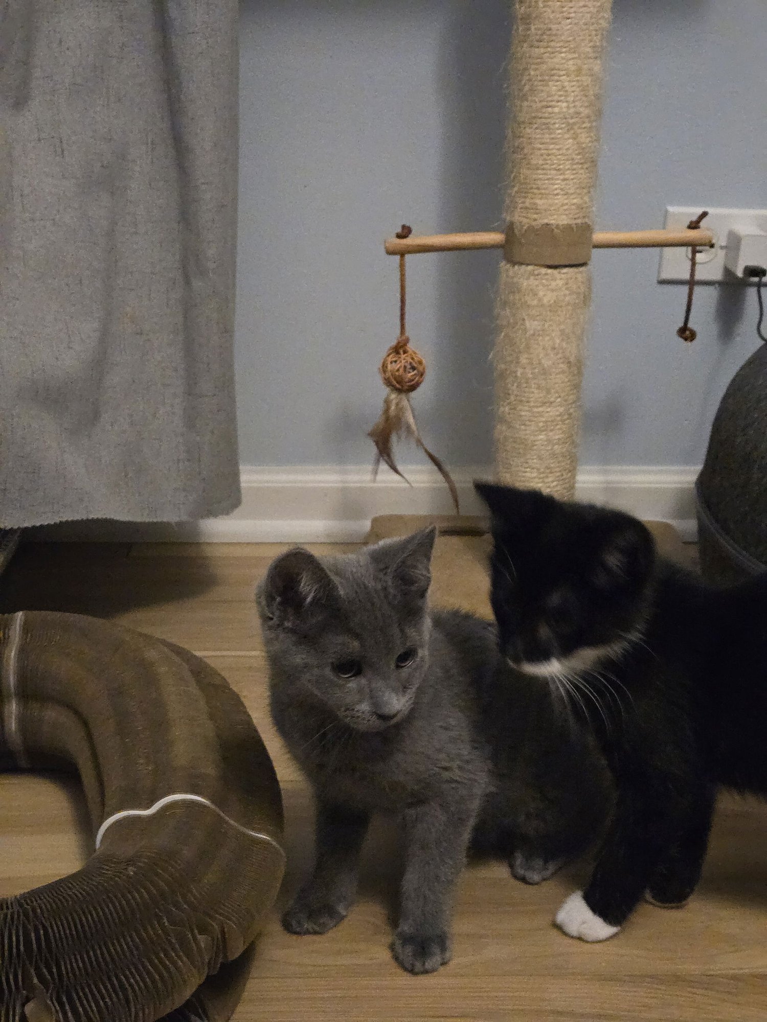 Linus (aka Sally) - Photo 4