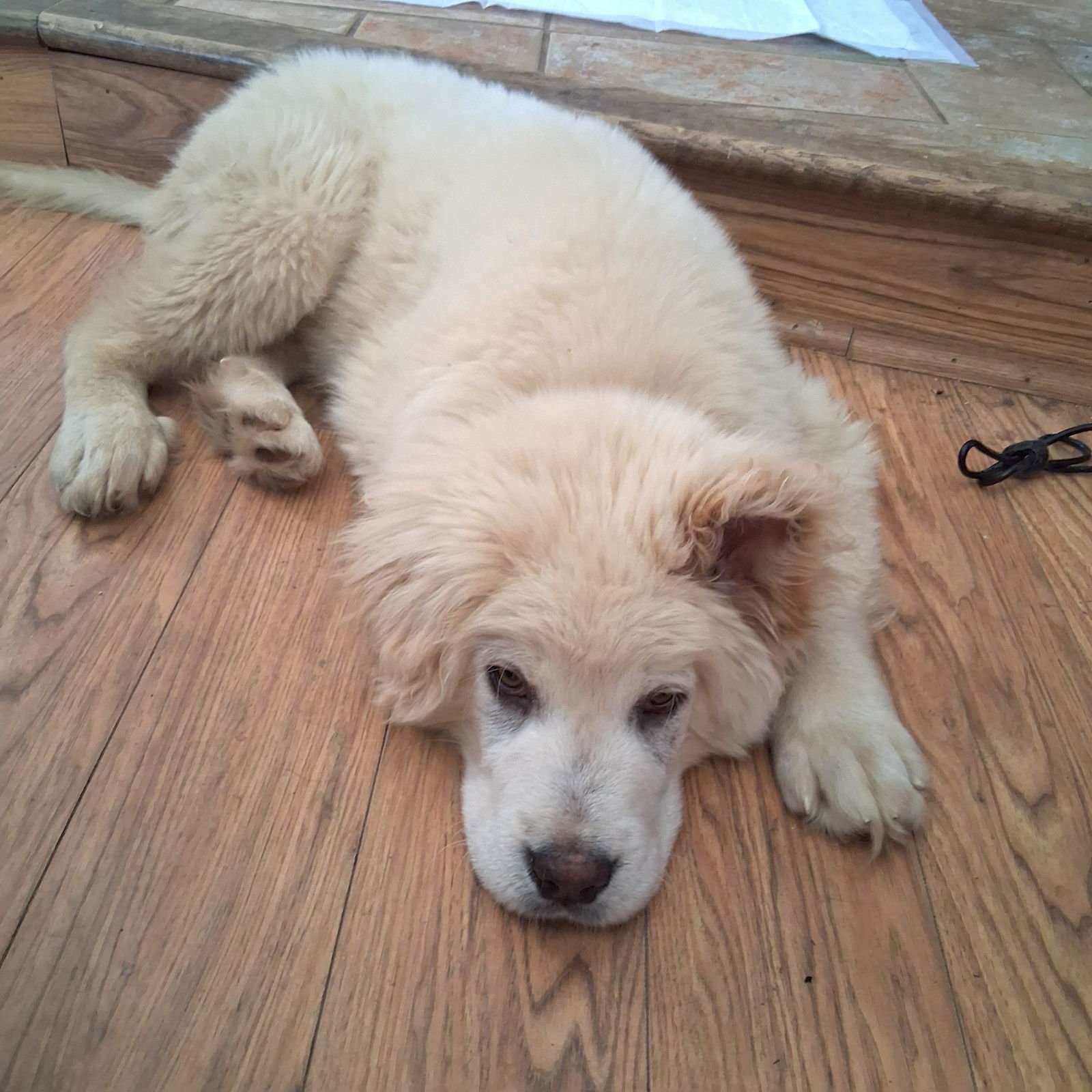 LOGAN - Great Pyrenees / Labrador Retriever available for adoption