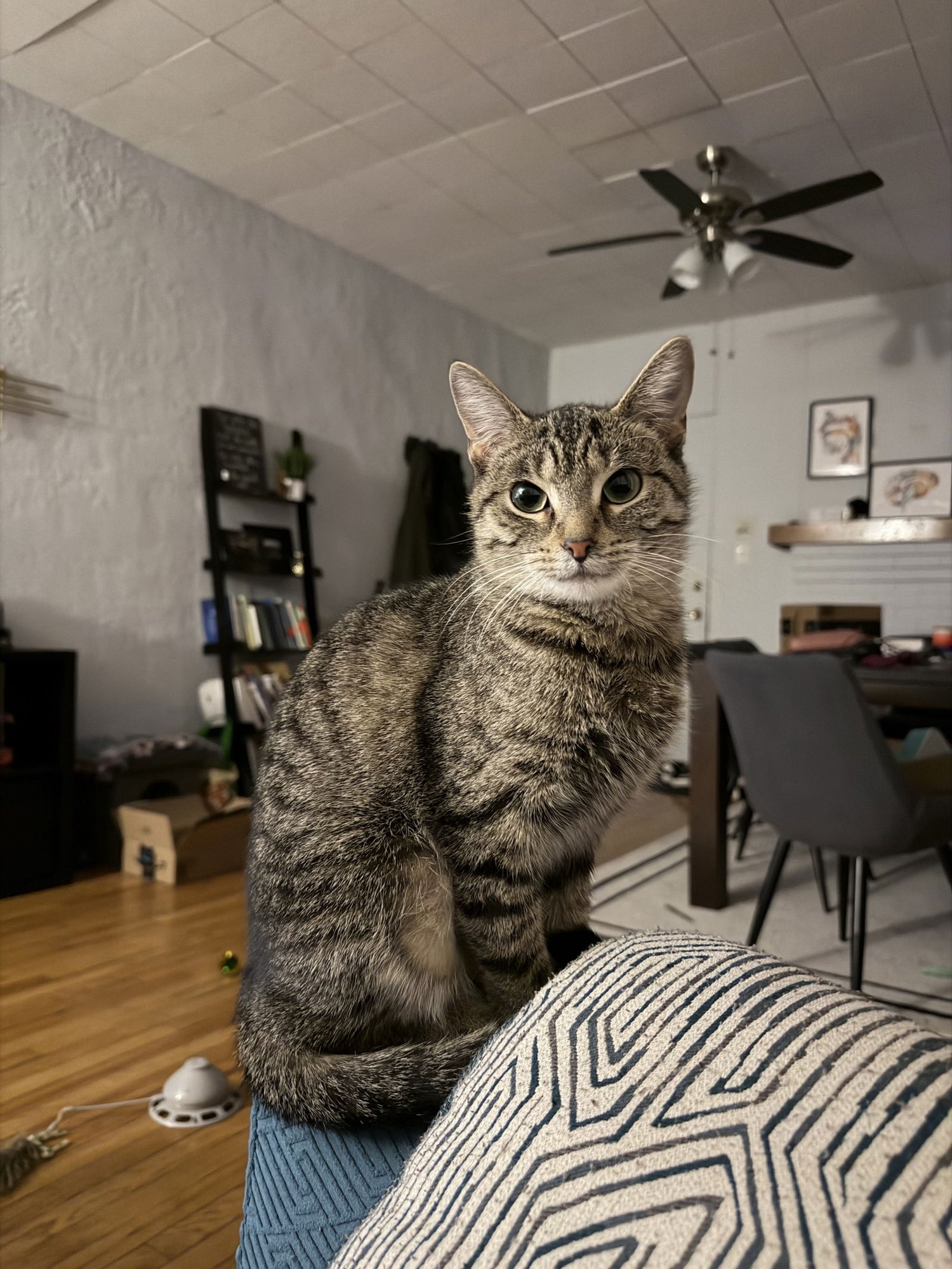 KIKI - Domestic Short Hair available for adoption