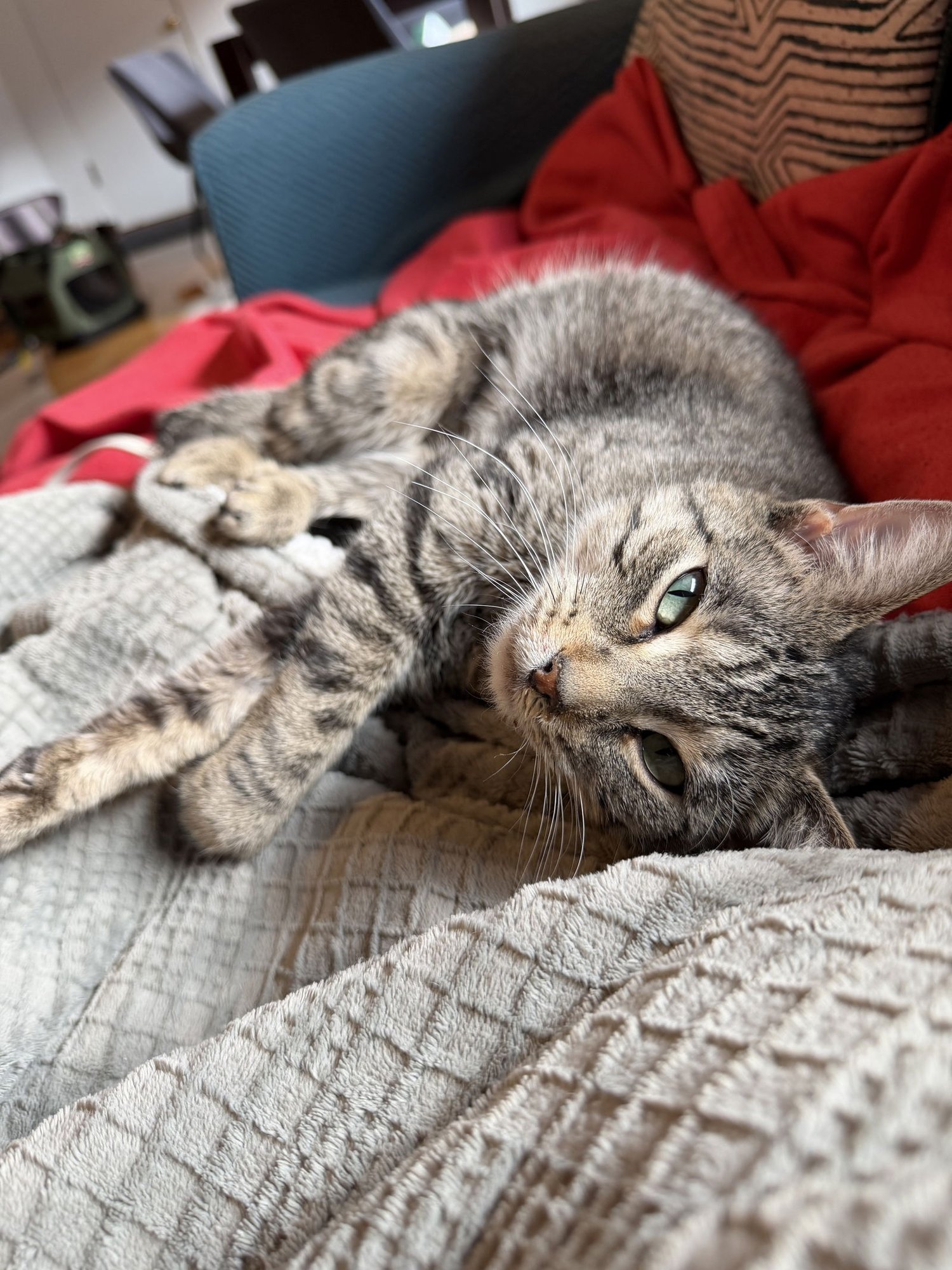 KIKI - Domestic Short Hair available for adoption