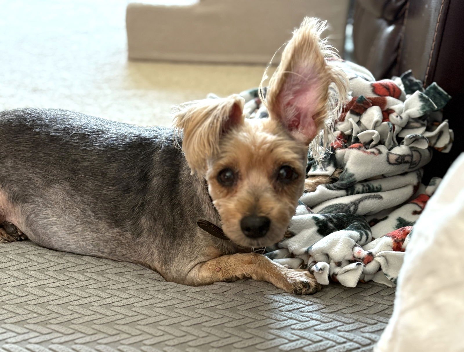 MOCHA - Yorkshire Terrier Yorkie available for adoption