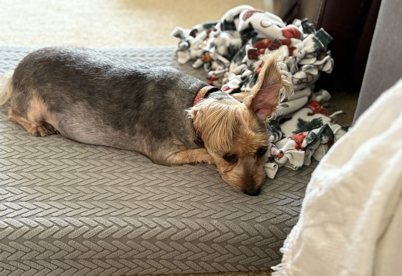 MOCHA - Yorkshire Terrier Yorkie available for adoption