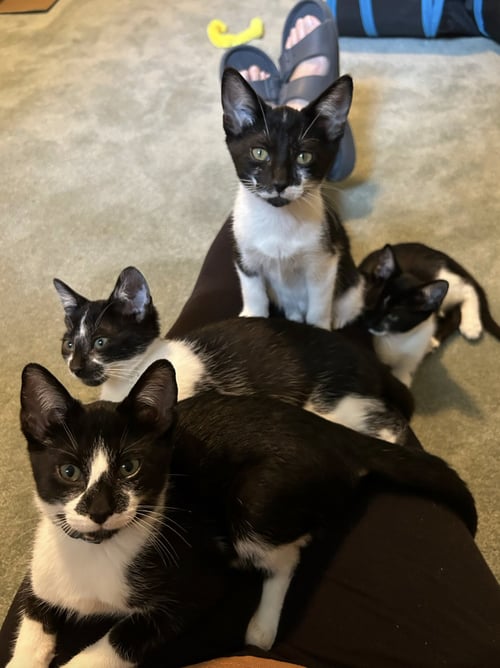 HOLSTEIN - Domestic Short Hair available for adoption
