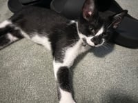 Holstein - Photo 1