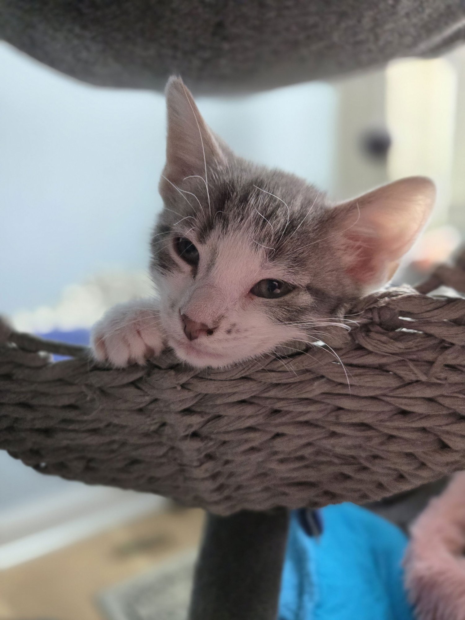 VEGAS - Domestic Short Hair available for adoption