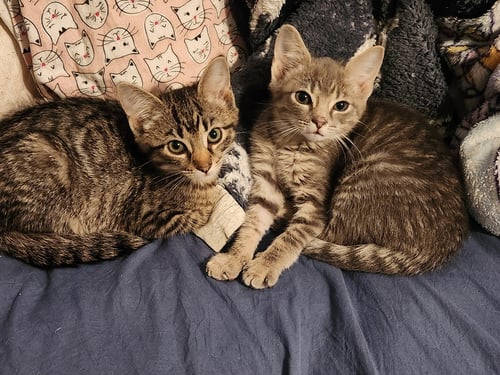 CHIP AND DALE (BONDED PAIR) - Domestic Short Hair / Tabby available for adoption