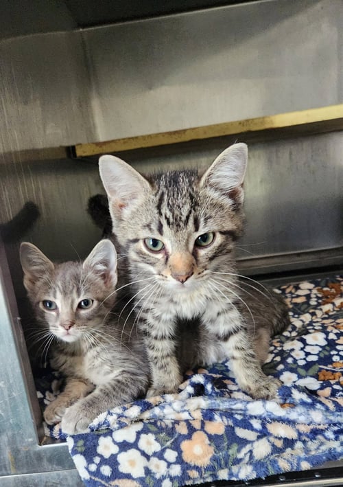 CHIP AND DALE (BONDED PAIR) - Domestic Short Hair / Tabby available for adoption
