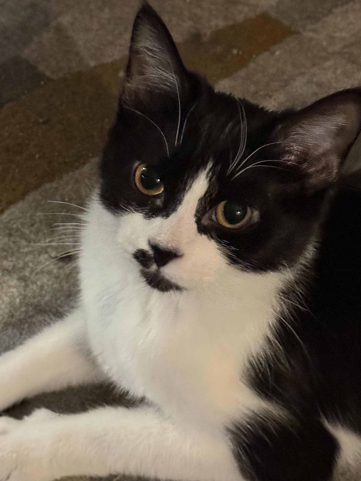 BROOKE - Domestic Short Hair available for adoption