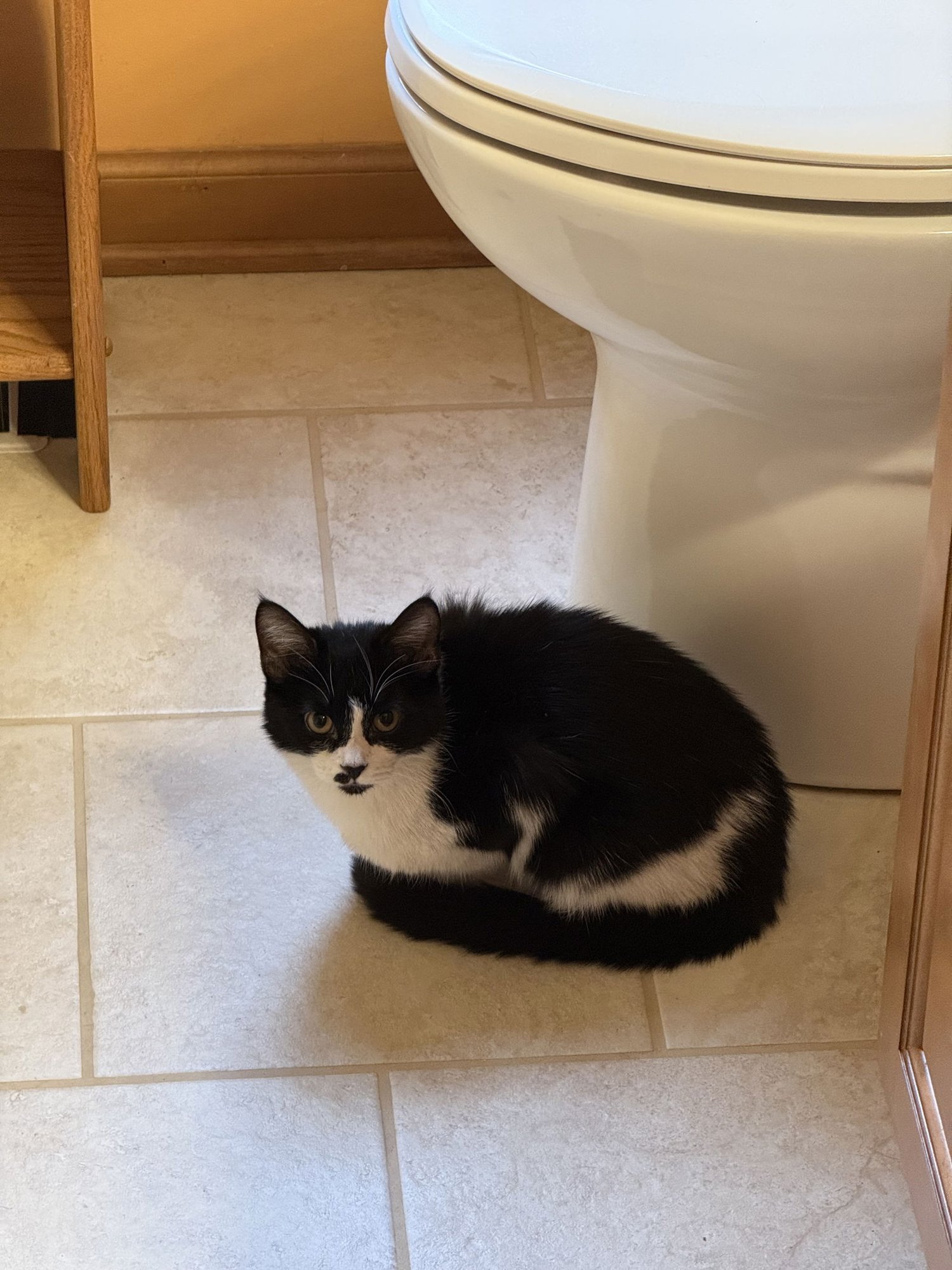 BROOKE - Domestic Short Hair available for adoption