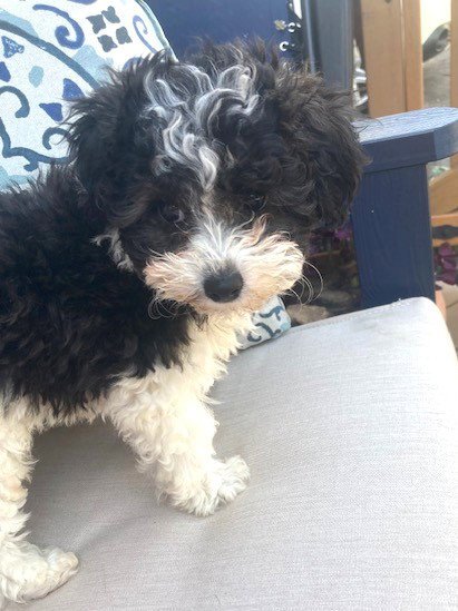 MINNIE - Poodle (Miniature) for adoption in Aurora