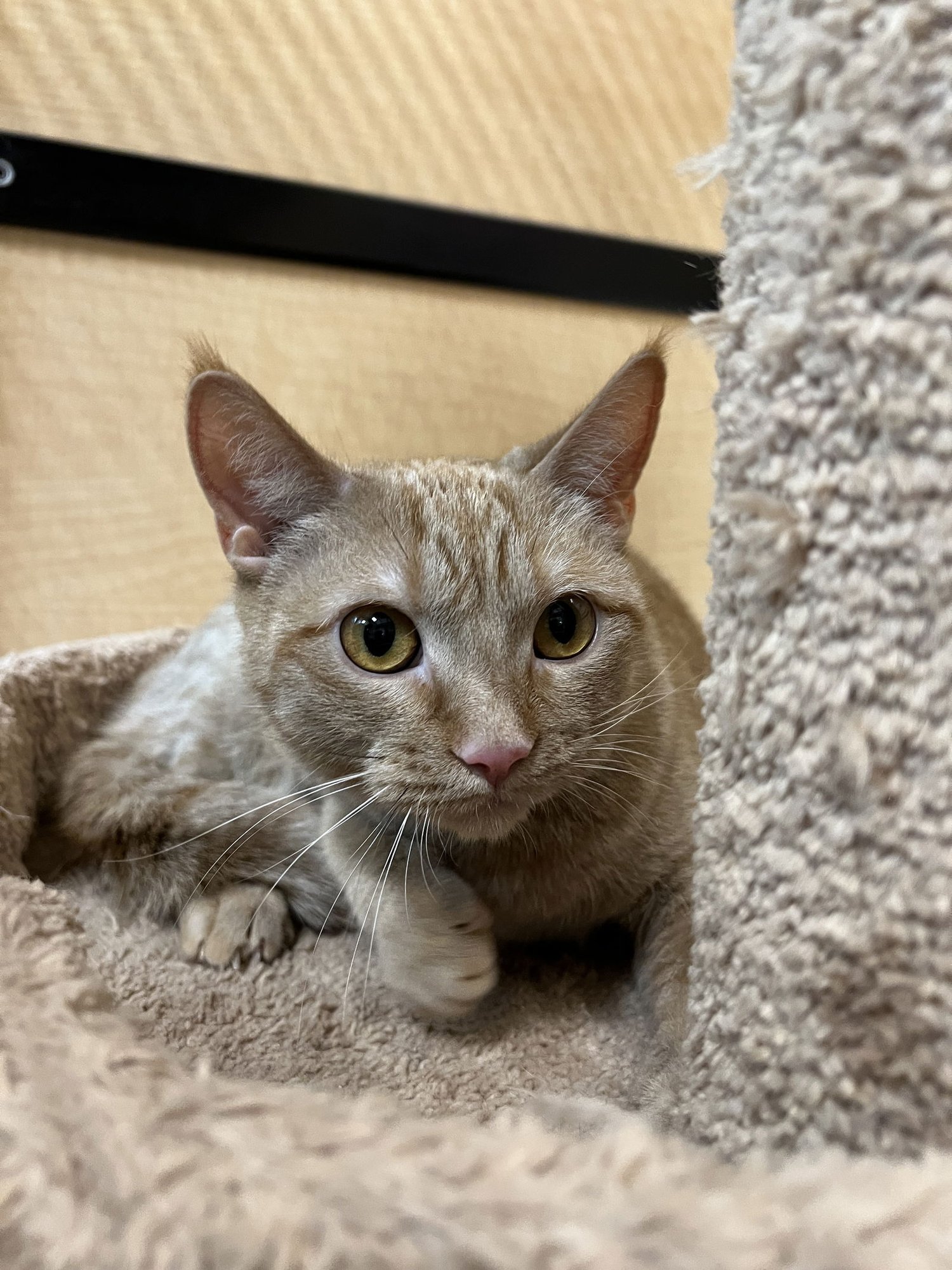 EMBER - Domestic Short Hair available for adoption