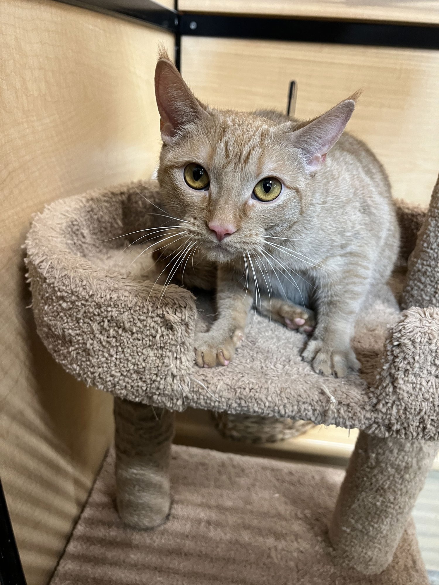 EMBER - Domestic Short Hair available for adoption