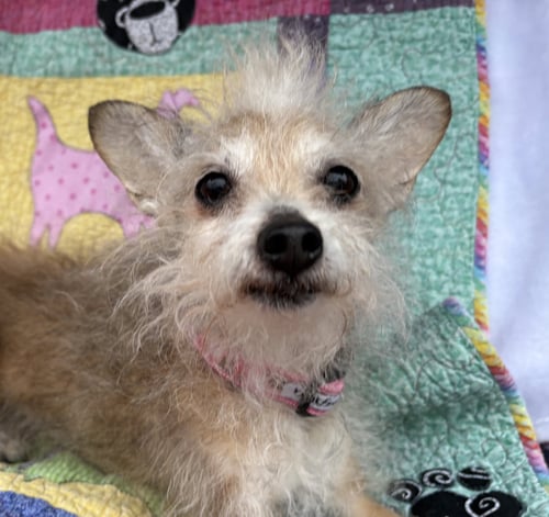 SCRUFFY - Yorkshire Terrier Yorkie / Chihuahua available for adoption
