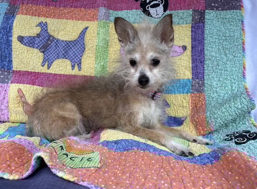 SCRUFFY - Yorkshire Terrier Yorkie / Chihuahua available for adoption