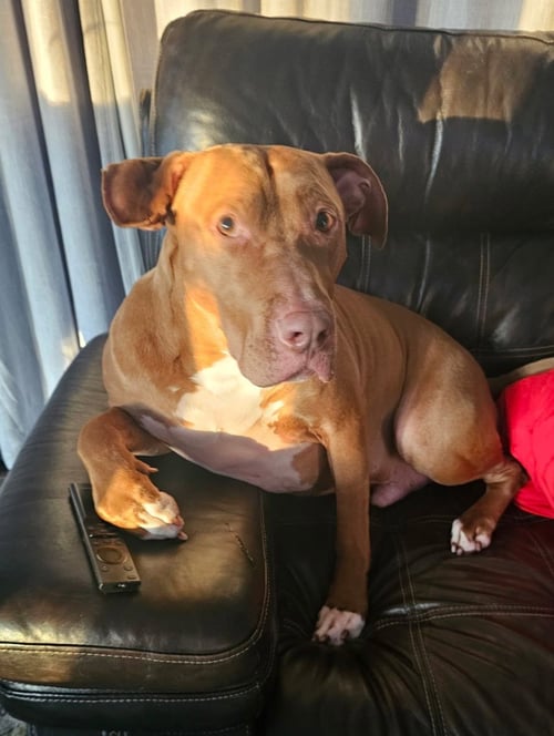 CAESAR - Pit Bull Terrier available for adoption