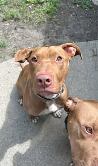 Caesar - Photo 6