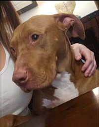 Caesar - Photo 5