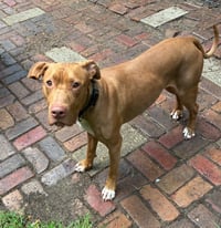 Caesar - Photo 4
