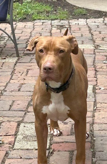 CAESAR - Pit Bull Terrier available for adoption