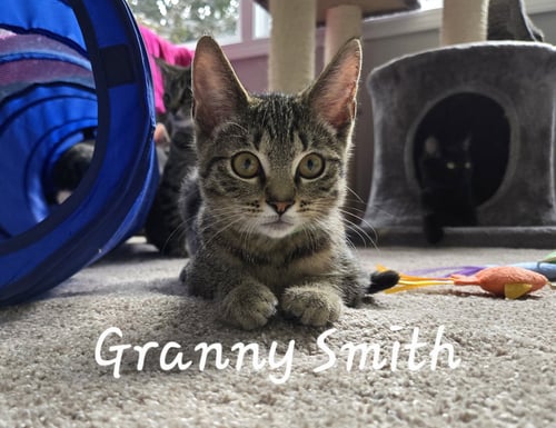 GRANNY SMITH - Domestic Short Hair available for adoption