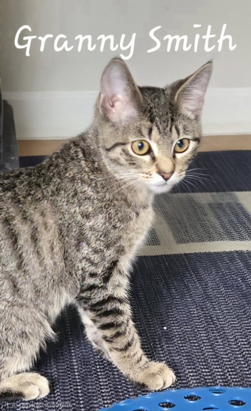 GRANNY SMITH - Domestic Short Hair available for adoption