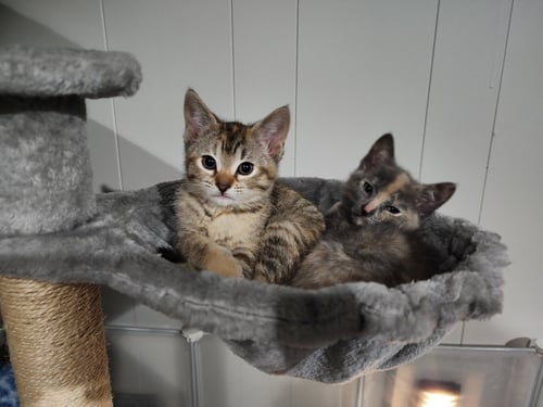 BUTTERFLY & CRICKET (BONDED PAIR)