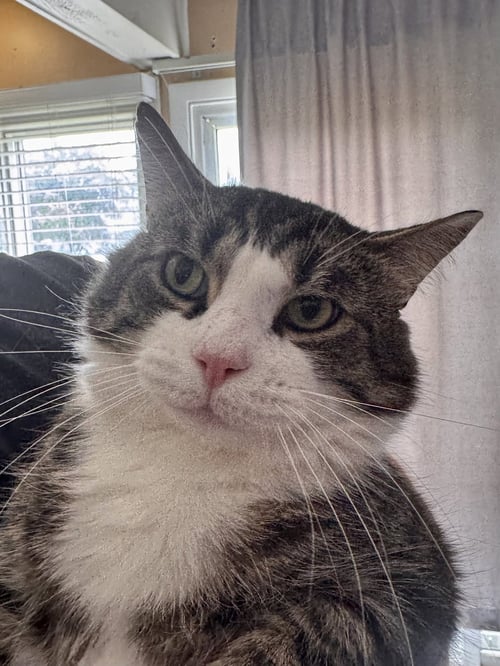 PAULIE - Domestic Short Hair available for adoption