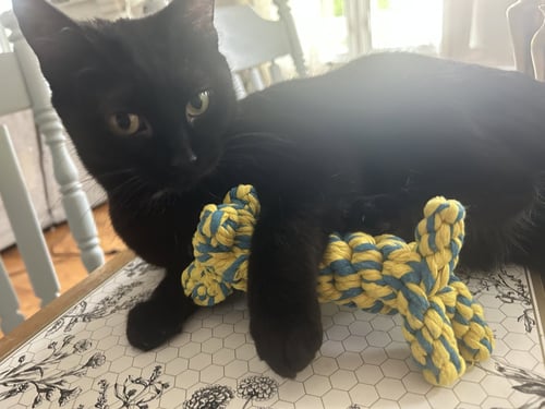 KEALOHI - Domestic Short Hair available for adoption